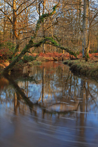 New Forest Landscapes : Reflections of Winter Woodland